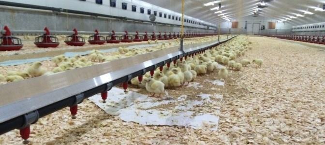 Broiler Chicken House Plans Modern Poultry House In Kenya Layer Chicken  House for Kenya Poultry